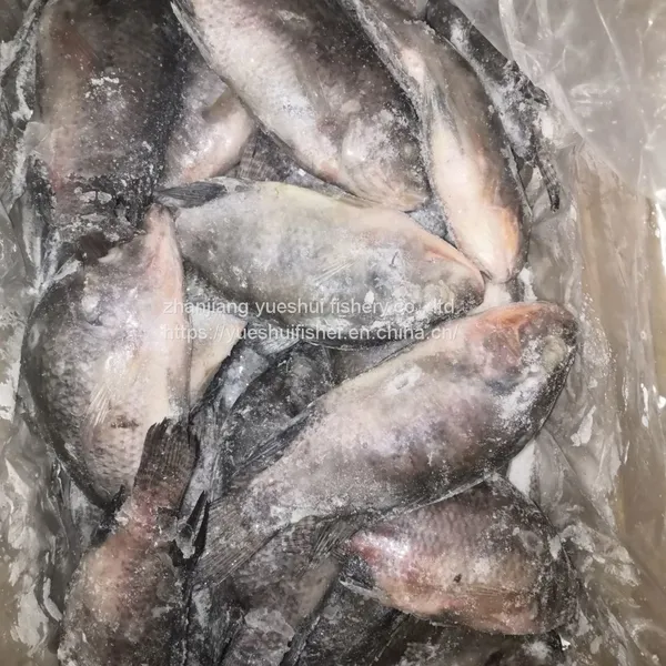 Tilapia Whole Round