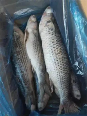 Mullet Fish / Grey Mullet, Mullet 1000-200