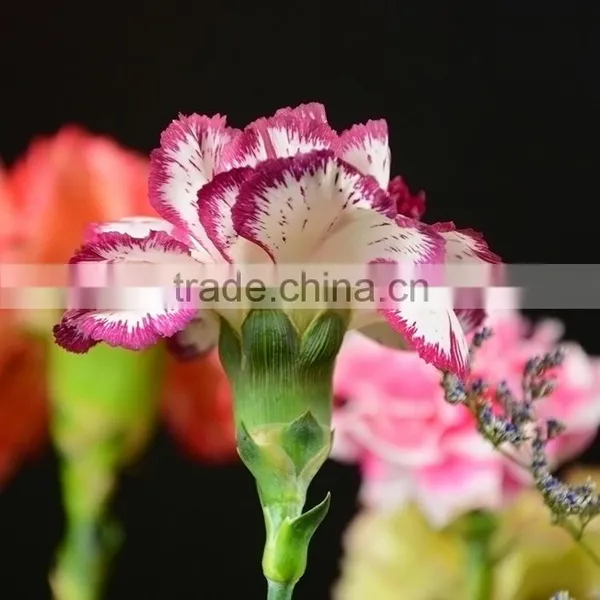 New Olympic Carnation Flowers for Mothers Day photo-2