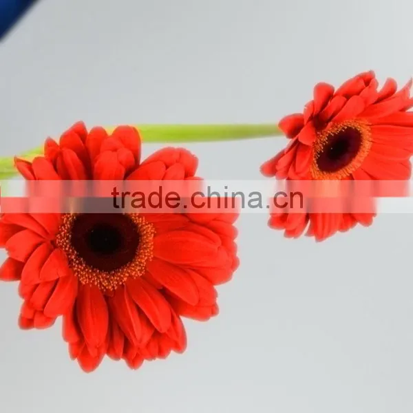 High Quality Savanna Fresh Flowers Gerbera photo-6