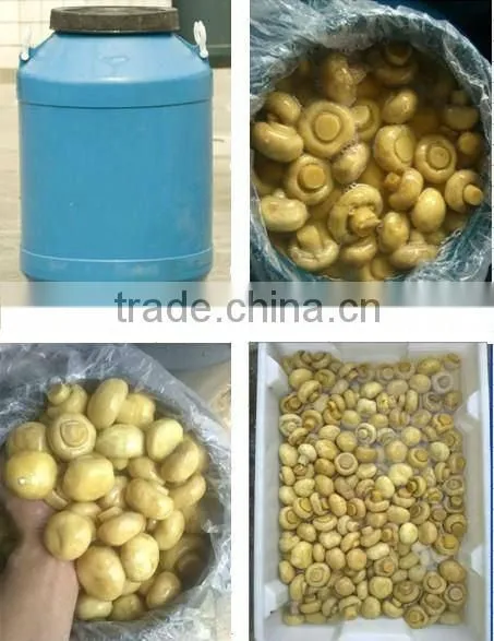 Preserved Whole Mushroom in Drum