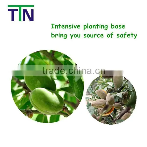 TTN Wholesale Almond Nuts Price For Sale Bulk Raw Almond photo-3