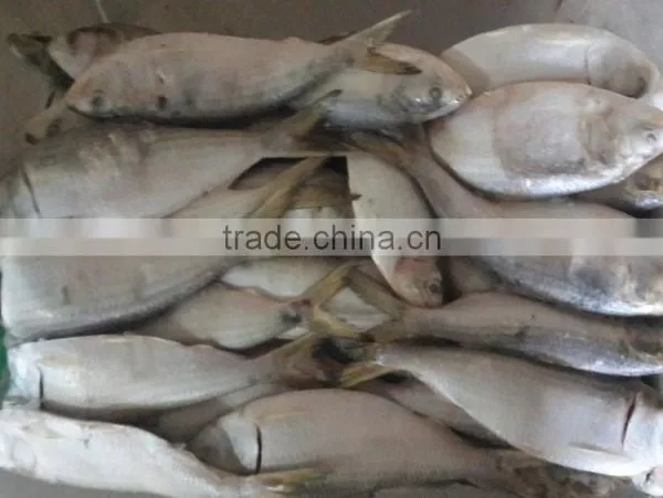 FROZEN SARDINE WHOLE ROUND