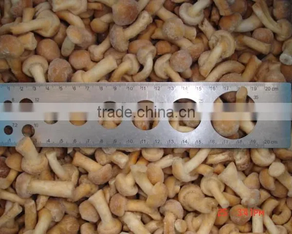 Fresh Frozen Pholiota Nameko photo-5