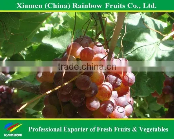 Fresh Yunnan Red Globe Grape With Good Taste Grapes Peru Seedless Grapes photo-3