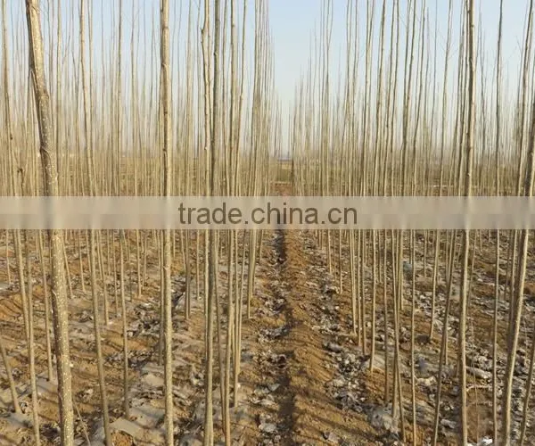 Silverleaf Poplar Seedling photo-6