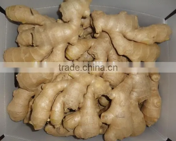 Fresh Air Dried Ginger photo-3