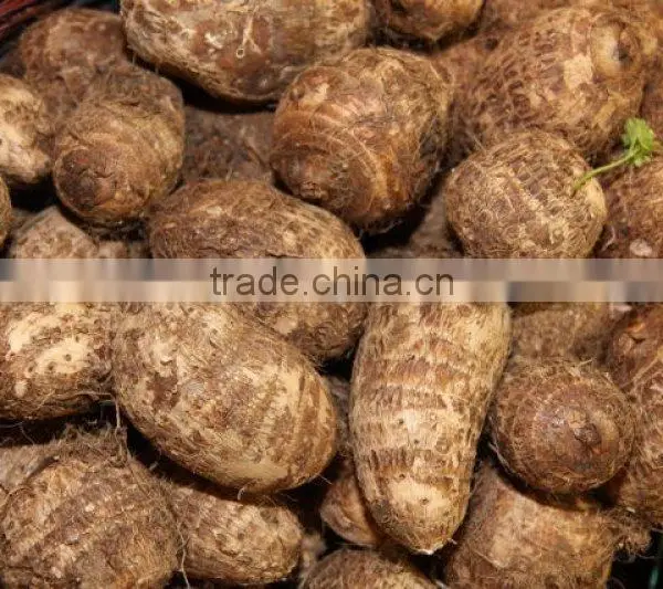 High Quality Fresh Taro Root photo-2