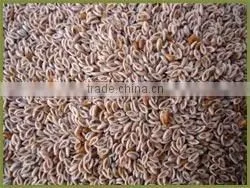 Psyllium Seed
