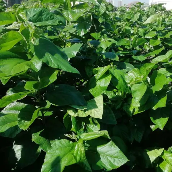 Mulberry Tree Seedling Guangxi Gui Sang You 12 Mulberry Seeds for Sericulture photo-2
