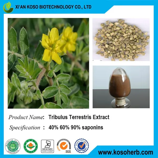Tribulus Terrestris Extract photo-4