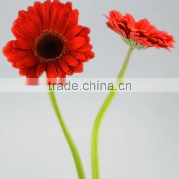 Durable Savanna Red Gerbera Flower photo-5