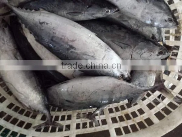 2015 Frozen Bonito Whole Round 500-750,750-1000,1000g+/pc for Marketing photo-2