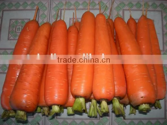 Supply Special Red Carrots