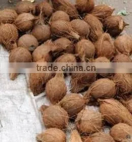 Fresh Semi Husk Coconuts