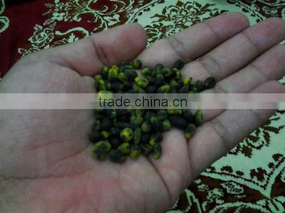 Queensland Bottle Tree Seeds, Brachychiton Rupestris Seeds