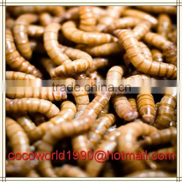 How to Feed Mealworms/mealworms Wholesale/culturing Mealworms photo-3