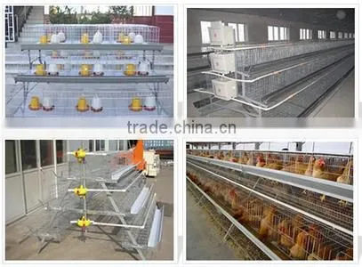 Zhenhua Chicken Breeding Cage/Chicken Layer Cages/ Laying Chicken Cages