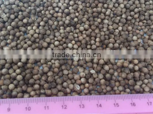 Coriander