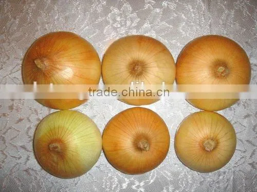 Chinese Red Onion Yellow Onion From Shandong photo-4