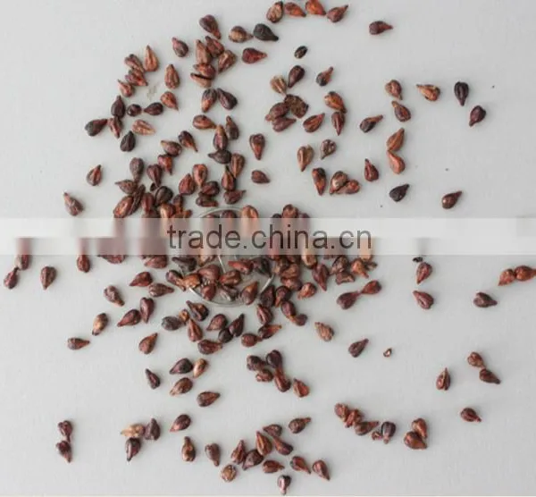 2016 High Germination Rate Big Delicious Grape Seeds for Sale photo-6