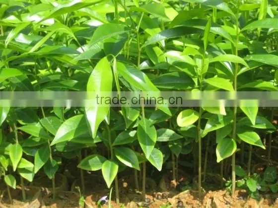 AGARWOOD SEEDLING photo-4