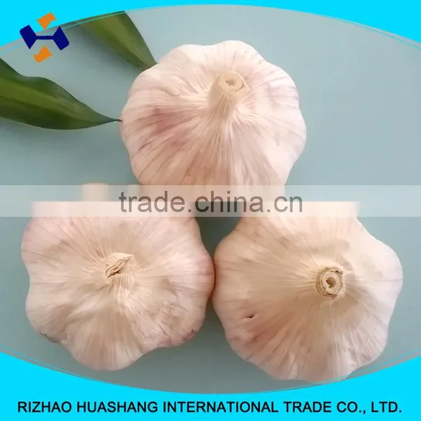 Red Fresh Garlic Size5.0cm photo-5