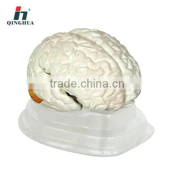 Human Brain