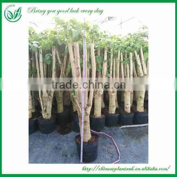 Ornamental Plants