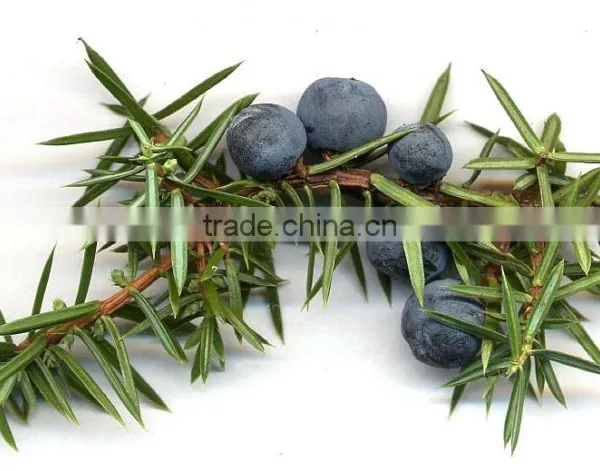 JUNIPERUS FLORAL WATER photo-6
