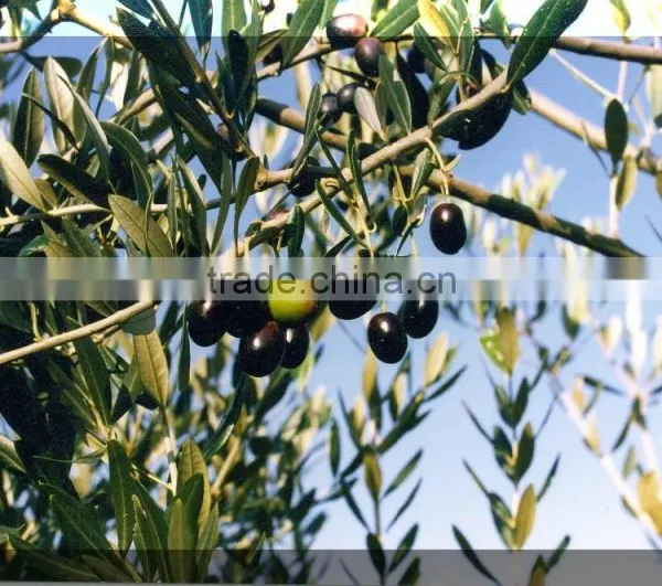China Factory HDPE Plastic Olive Collecting/collection/harvest Nets photo-2