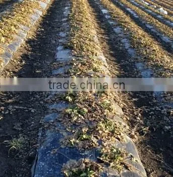 100% Biodegradable Mulch Film photo-2