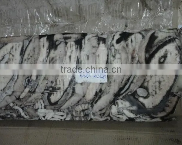 Frozen Cuttlefish photo-2