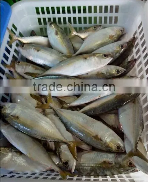 New Catching Indian Mackerel photo-2