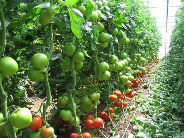 Single-/Multi-Span Plastic Film Greenhouse for Africa Vegetable Planting photo-5
