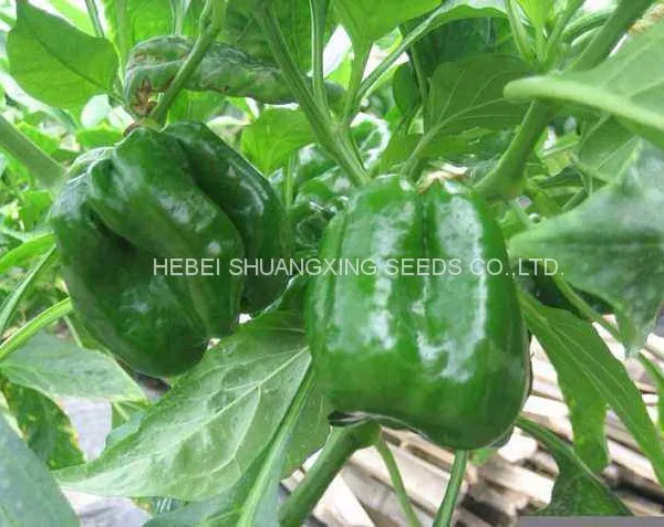 High-yielding Big Green Pepper Seeds Vegetable Seeds photo-3