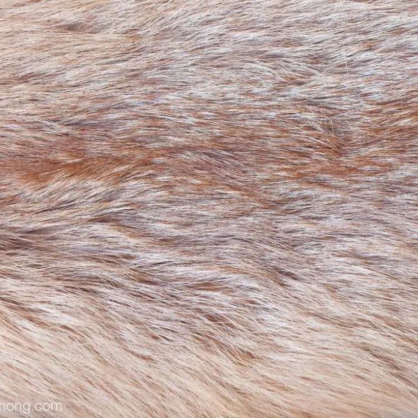 Faux Fur