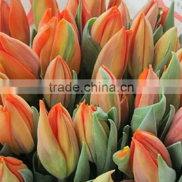 Fashion Hot Sale Yellow Tulip Fresh Cut Flowers photo-3