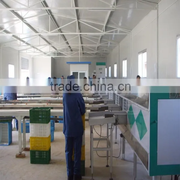 Sorter Type Strawberry Sorting Machine photo-6