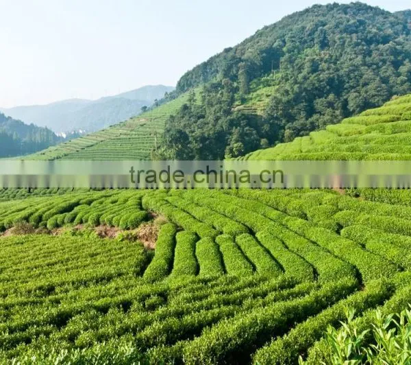 Factory Directly Provide China Supplier Green Tea 4011 AAA photo-3