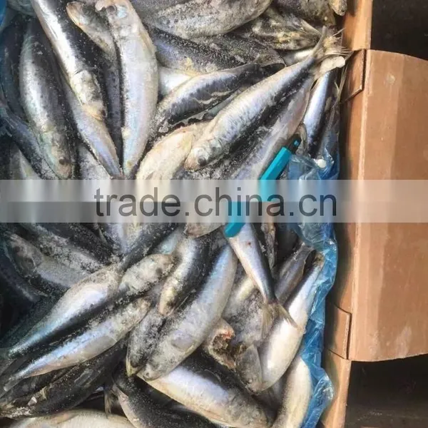 Whole Round of High Quality Sardinops Melanostictus in 2016 photo-3
