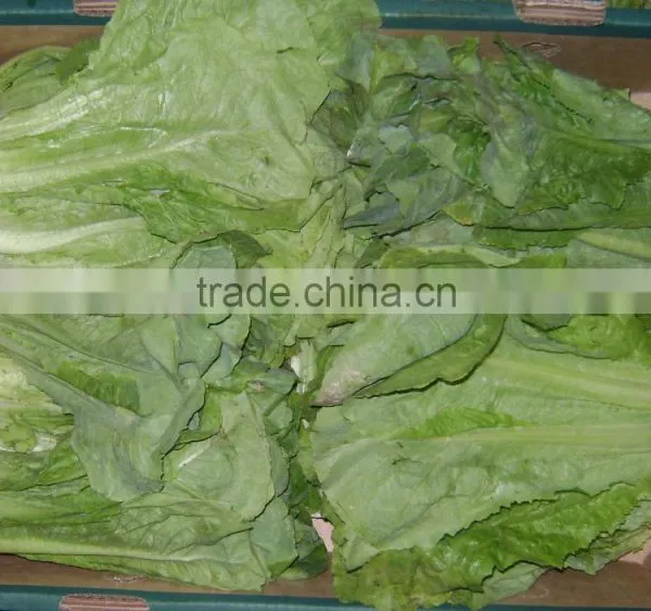 Lettuce photo-2