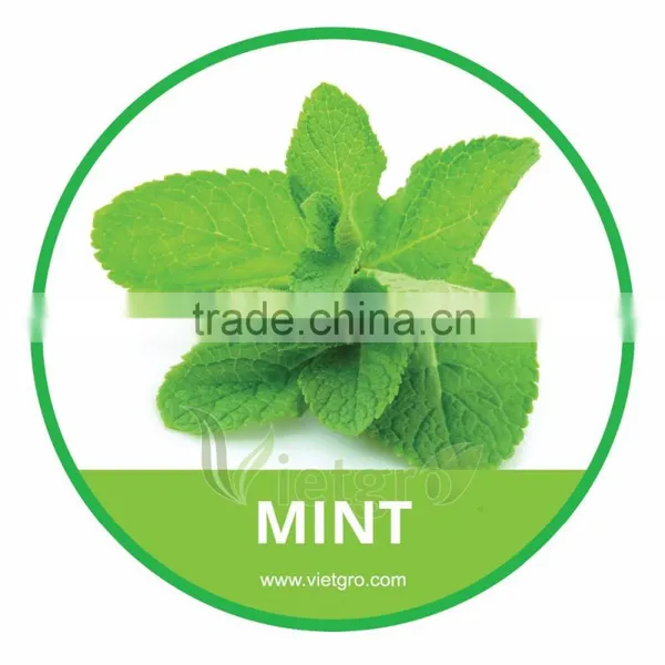 HIGH QUALITY FRESH MINT // MINT LEAVES // MENTHA