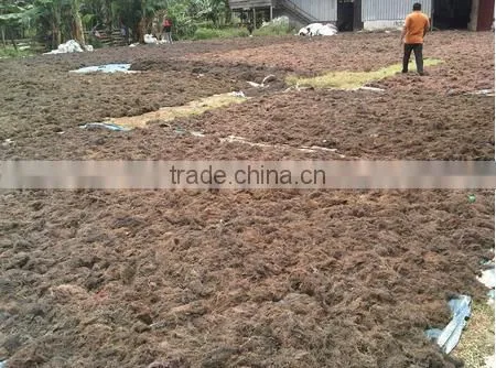 Sell Gracilaria, Eucheuma Spinosum And Eucheuma Cottoni Seaweeds photo-5