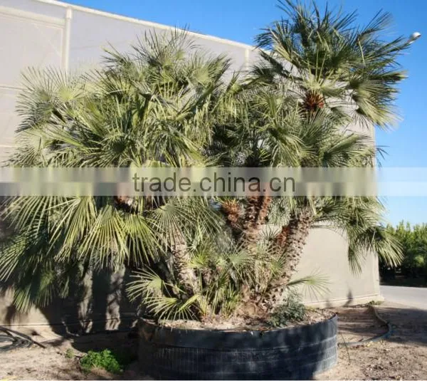 Chamaerops Humilis photo-4