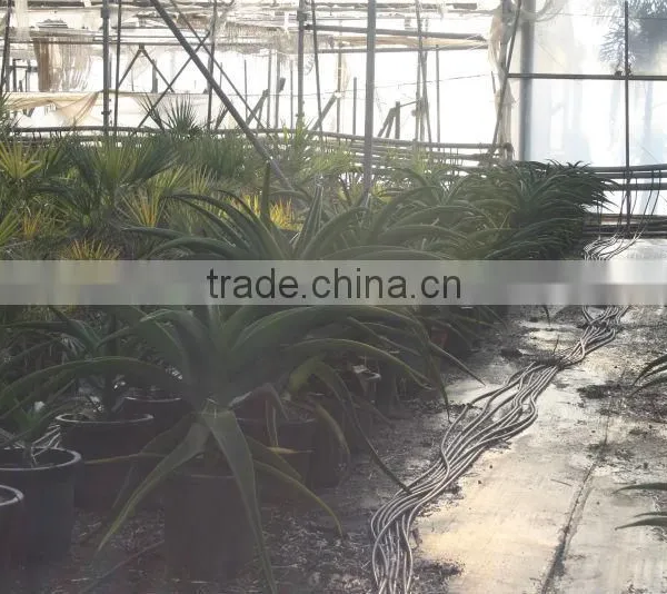 Aloe Africana "African Aloe" in 8 Liters Pot