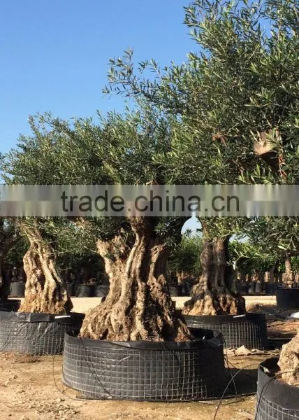 Ancient Olive Tree - Olea Europaea photo-5