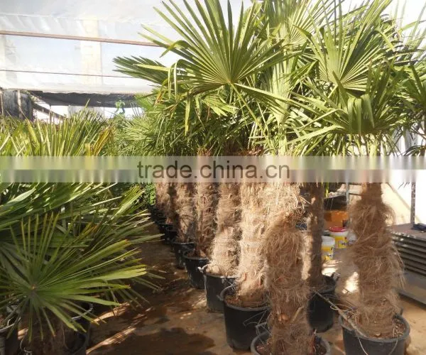 Trachicarpus Fortunei Palm Tree photo-2