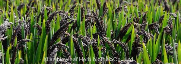 Black Rice Extract photo-2