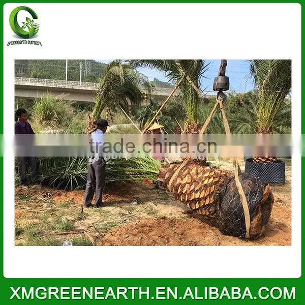 Phoenix Canariensis Palms Trunk 1m (1) photo-3